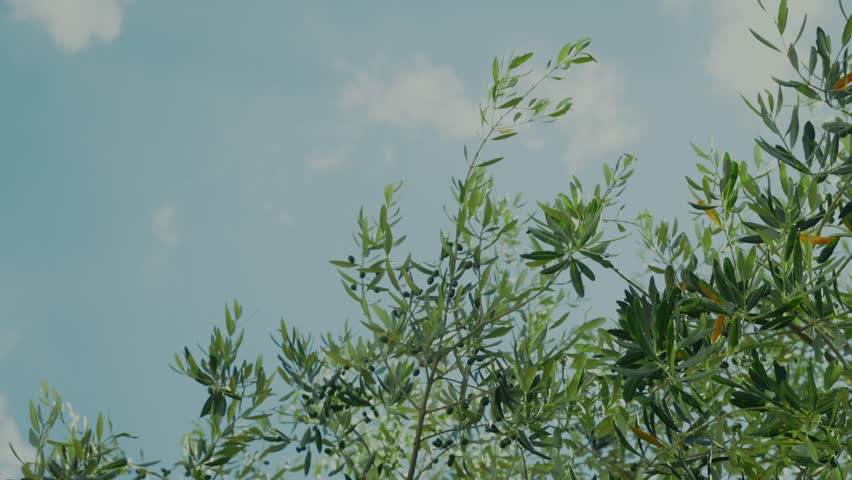 Gentle wind moves olive branches against a backdrop of blue sky and clouds in tuscany, italy