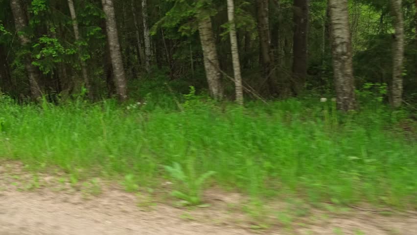 View through side window of car auto in motion on road. Highway along green forest and trees in summer. Tourism and travel, journey trip concept. Beautiful nature and landscape. Car speeding on road.