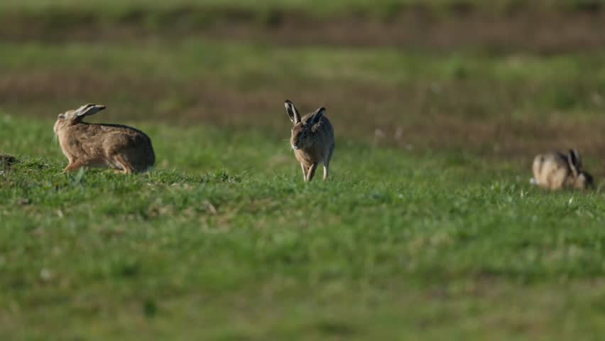 Ground view slo-mo of hares moving around on green grass, selective focus