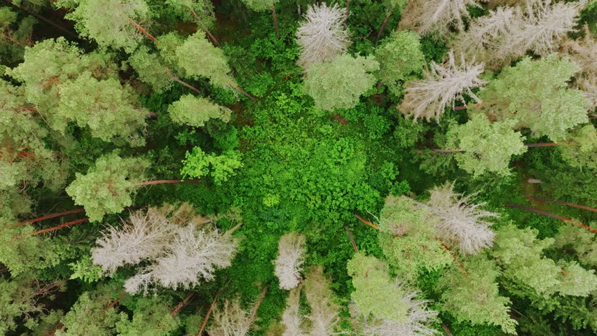 Top down forest view, drone rises and spins above green trees and empty clearing
