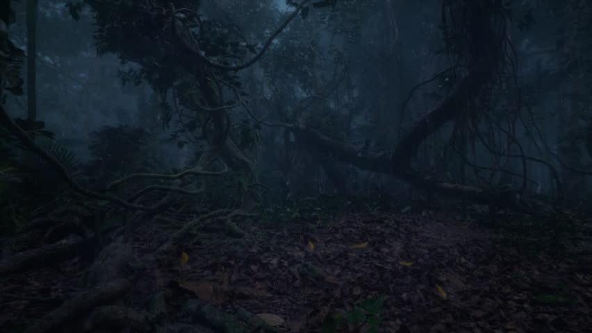 Morning rain in the forest