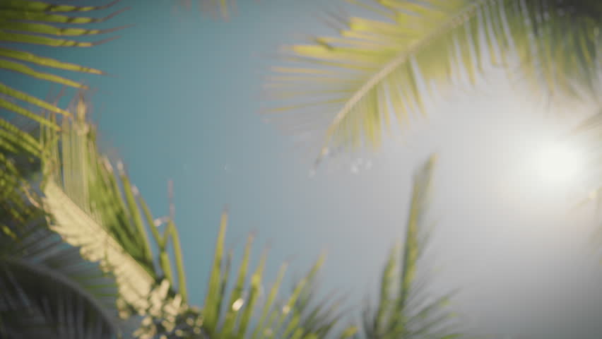 Dream about paradise, view on blue sky, palm trees and bright sun, rotating shot . Relax and enjoy summer day in tropical island, hallucination and sunstroke, dizziness from happiness, summer weekend