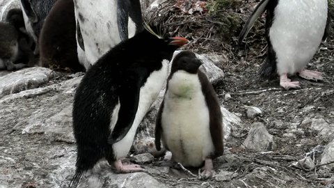 Rockhopper penguin mother and her baby