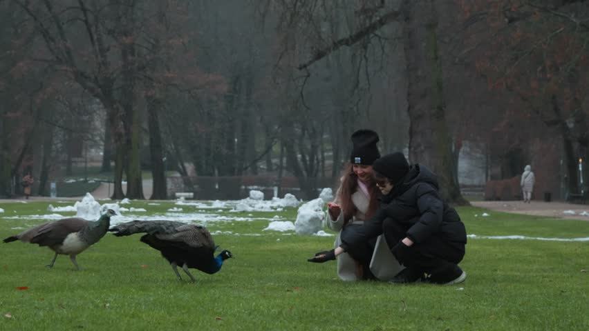 A mother and son try to attract a beautiful peacock and a peahen in a winter park. They offer food on the grass, patiently luring the majestic birds and building trust with them.