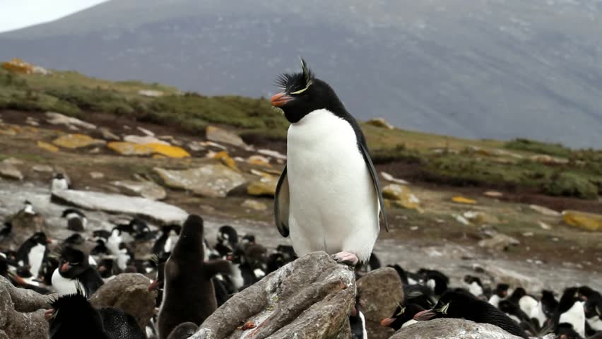 Rockhopper penguin sitting on a rock
