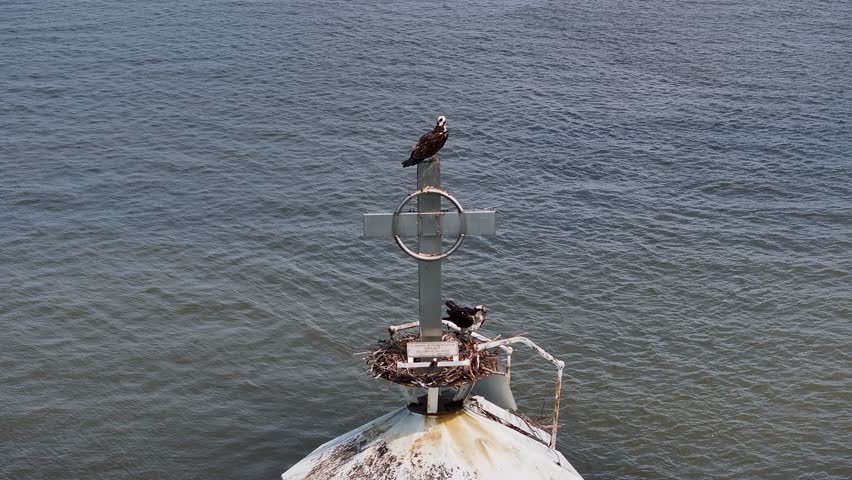 An Osprey Family nesting atop the Great Beds Lighthouse in Raritan Bay
