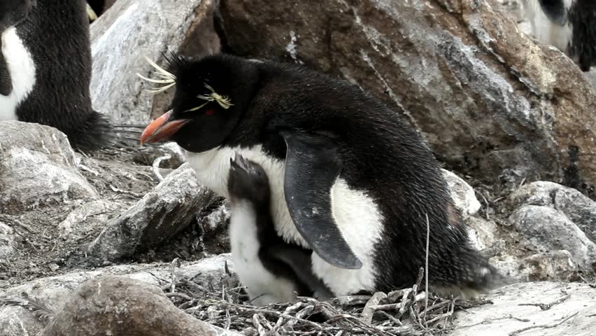 Rockhopper penguin is nesting