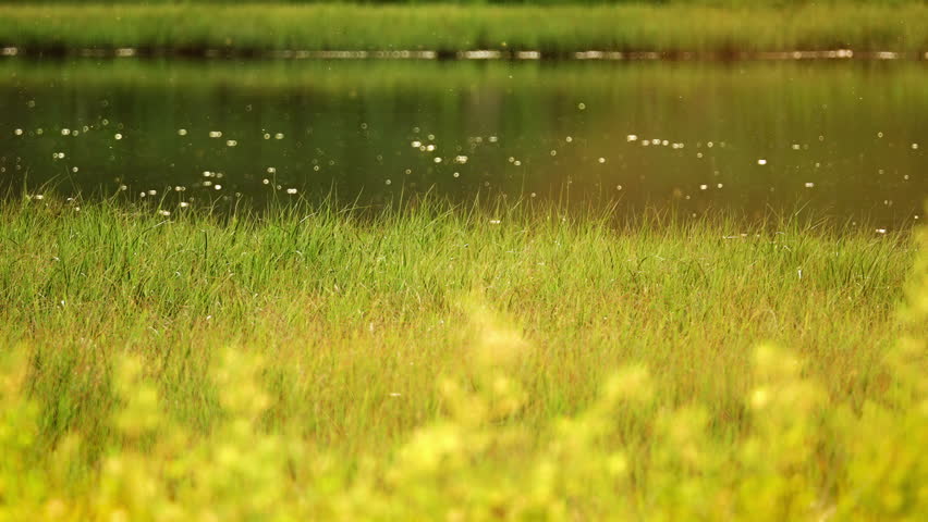 Bugs Hovering Over Grassy Lakeshores. Slow Motion, Zoom Out