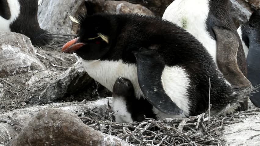 Penguin mother is feeding her baby