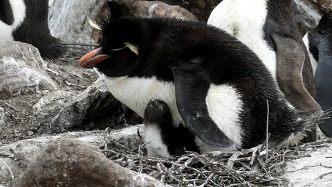 Penguin mother is feeding her baby