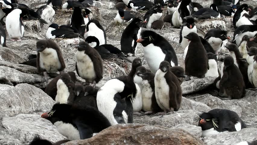 Rockhopper penguin colony