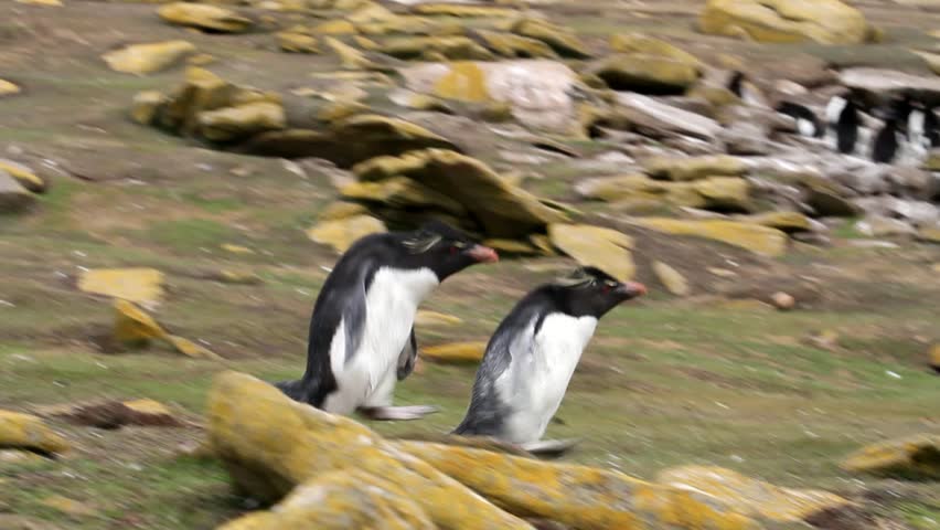 Rockhopper penguins running away