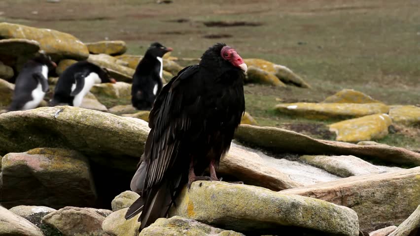 Turkey vulture sitting on a rock an penguins in the background