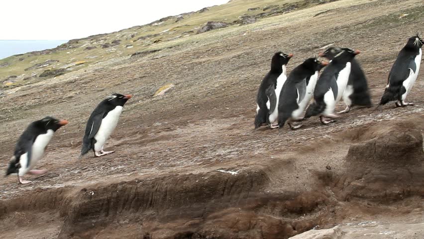 Rockhopper penguins running uphill