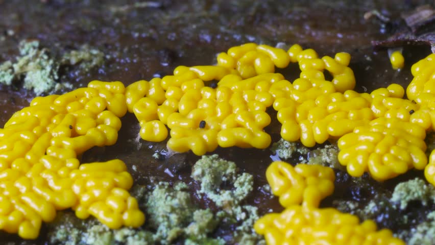 Yellow slime mold pulsating and transforming into sclerotium time lapse