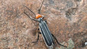 Blister beetle on the ground - Powered by Shutterstock - Get 15% off with code: PIKWIZARD15