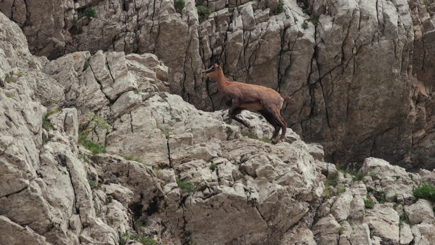 Wild mountain goats jump in majestic agility, slow motion from 120 fps in cinematic 24p. Durmitor National Park, Montenegro, Dinaric Alps