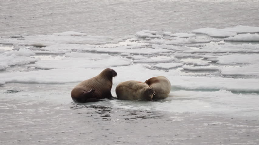 Three large marine mammals rest together on a floating sheet of ice surrounded by cold water and melting ice floes in a remote polar seascape environment.