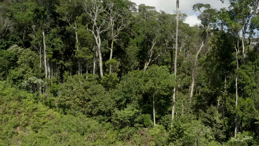 Aerial view of a dense forest cascading down rolling hills, a lush tapestry of green blending into distant mountains, Ambodilendemy, Amoron'i Mania, Madagascar.