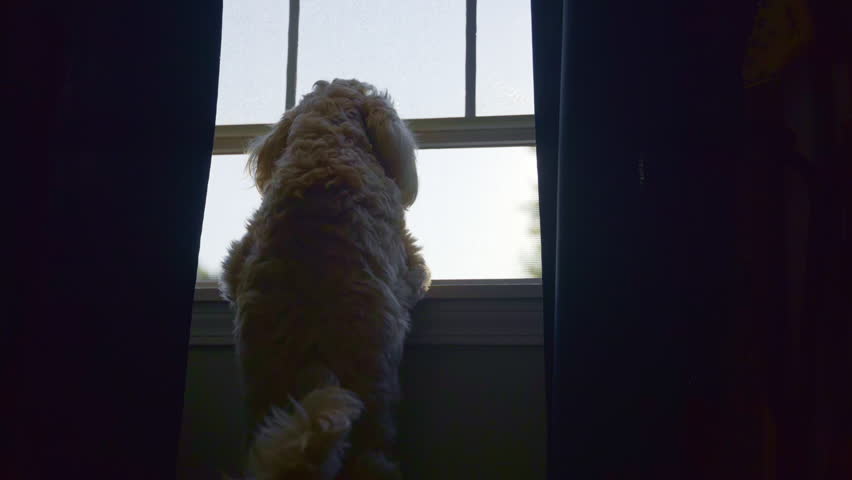 Goldendoodle Dog Looking Out Window at Home. Cute Goldendoodle Resting Indoors