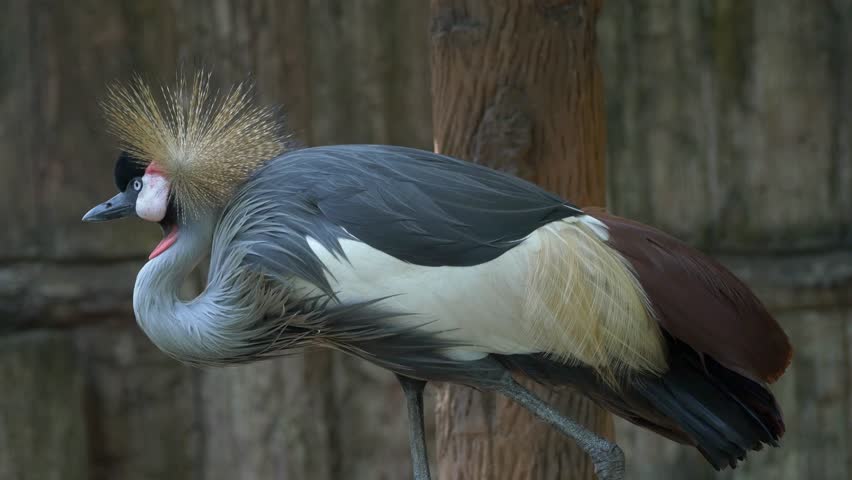 Grey crowned crane in natural enclosure