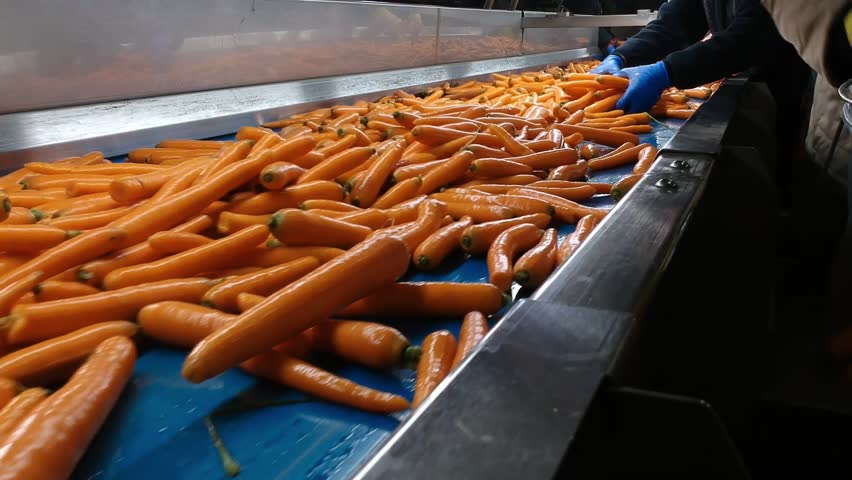Female Workers Working on the Carrot Packaging Line in Packing House. Washed Carrots Moving on Blue Conveyor Belt. Seasonal Farmworkers Packing Carrots in Reusable Plastic Bags. Carrot Processing Line. Part of a comprehensive series (Series Code: CARROTPROC2025) documenting the carrot production cycle. This footage is highly suitable for educational documentaries, agribusiness marketing, food supply chain presentations, reports on seasonal labor, and industrial automation case studies.
