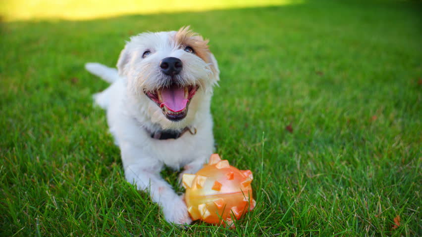 Cute funny jack Russell terrier is lying on grass and playing with bright yellow ball toy. 