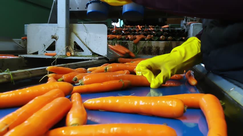 Hands of a Seasonal Farm Worker Sorting Fresh Carrots on a Conveyor Belt. Washed Carrots Falling from Vibrating Carrot Length Grader to the Blue Conveyor Belt. Carrot Processing Line. Food Industry.