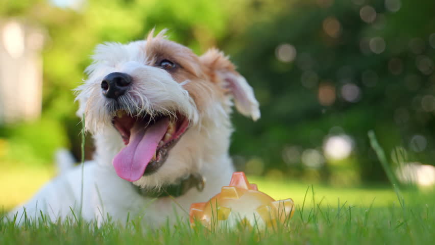 Cute funny jack Russell terrier is lying on grass and playing with bright yellow ball toy. Cute Dog Having Fun on Grass
