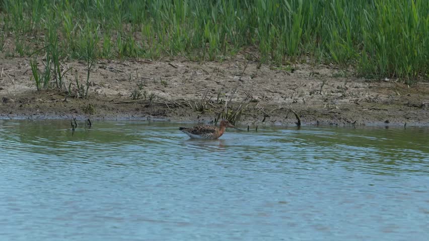 4k video of a Bar-tailed Godwit (Limosa lapponica) in Minsmere, Suffolk, UK