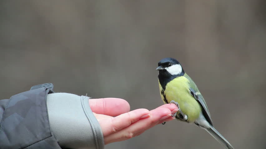 Tit eating seeds from hand
