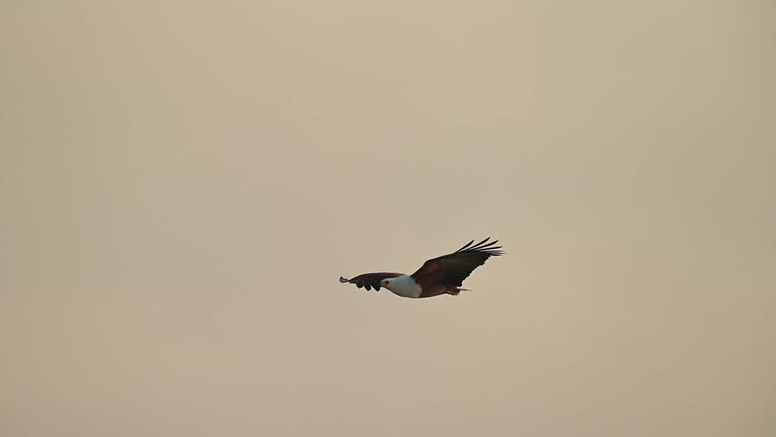 Witness the power and precision of the African Fish Eagle as it dives with breathtaking speed to snatch a fish from the water.Ideal for nature documentaries, educational content, and bird-of-prey feat