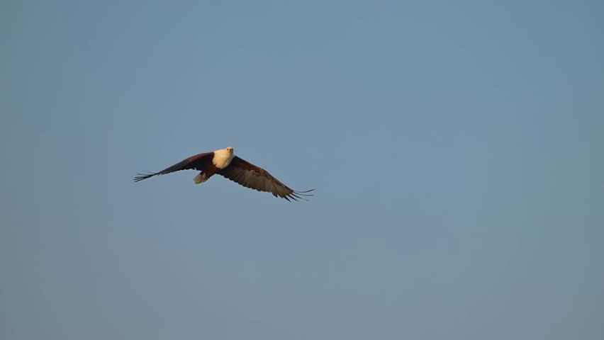 Witness the power and precision of the African Fish Eagle as it dives with breathtaking speed to snatch a fish from the water.Ideal for nature documentaries, educational content, and bird-of-prey feat