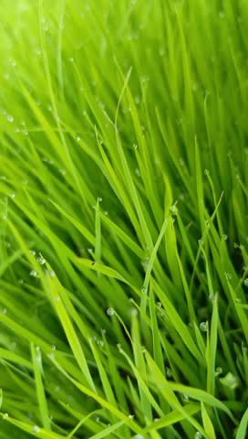 Morning dew glistens on vibrant green rice seedlings as a damselfly rests delicately on a blade of grass, capturing the freshness and serenity of a peaceful rural morning.