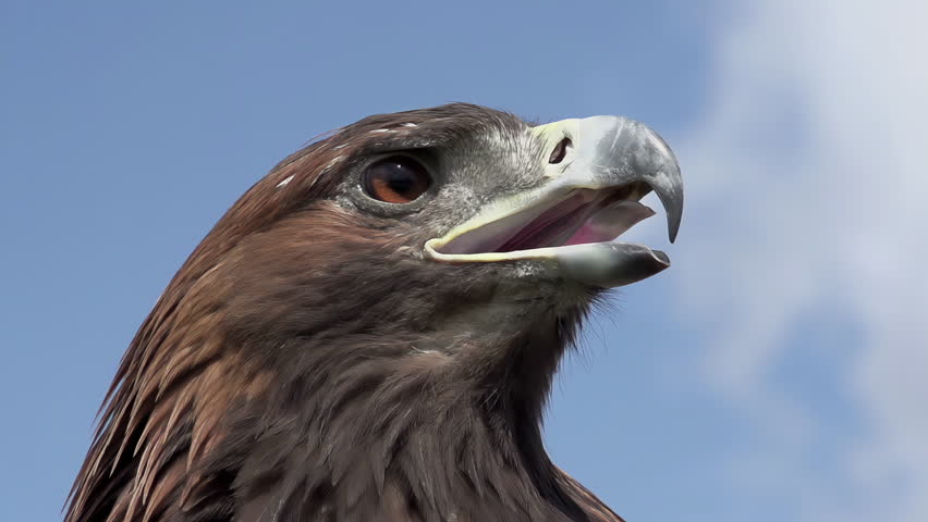 Predatory Bird Looks for Prey. Slow Motion. Saker falcon screams. Head close-up
