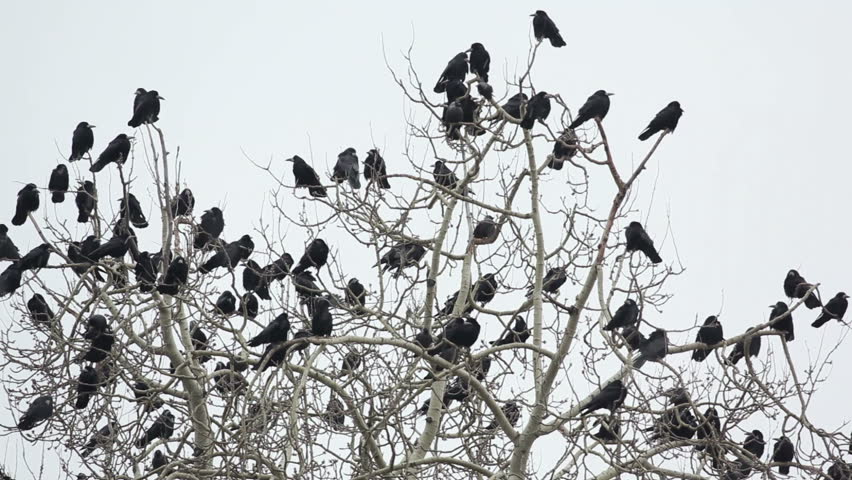 Crows on tree