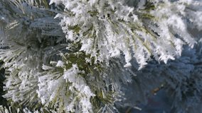 Snow covered fur tree with heart. A view of frosty fur tree with red heart hangs on branch during day time. - Powered by Shutterstock - Get 15% off with code: PIKWIZARD15