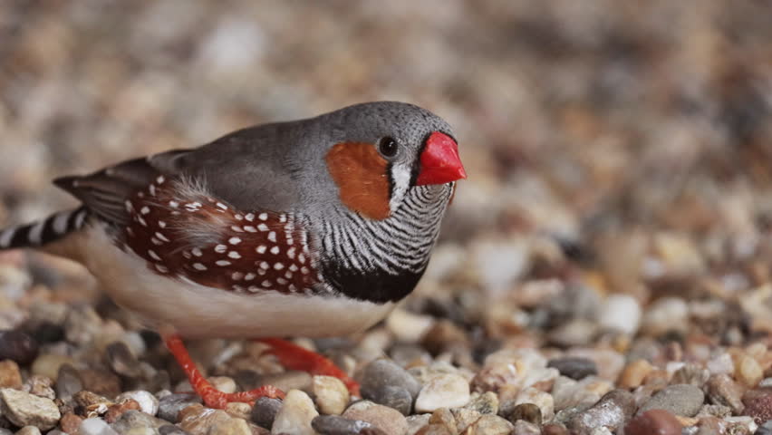 Close up shot of cute little zebra finch or chestnut-eared finch, taeniopygia guttata spotted perching on ground and wondering around it surrounding environments, drop guanoe and fly away. Ornitology