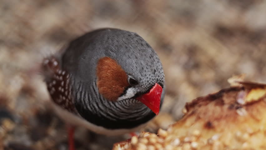 Close up shot of cute little zebra finch or chestnut-eared finch, taeniopygia guttata spotted perching on ground eating seeds from bowl surrounding environments, drop guanoe and fly away. Ornitology