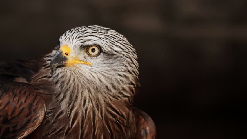Red kite milvus closeup portrait in the air, Wildlife, birds, ornithology. Rear shot of predator bird looking straight to camera. Cinematic frame of stunning hawk. Fauna of Asia and Africa.