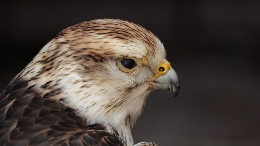 Close up of falcon portrait resting in the sun at Falcon Souq near Souq Waqif in Doha city center. Falconry is a hobby very popular in Qatar, Middle East, Arabian Peninsula. Ornithology in wildlife