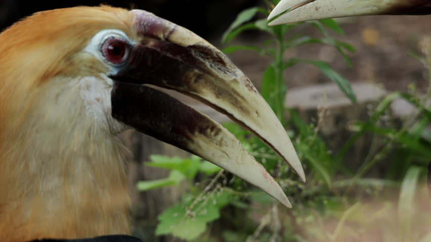 The wreathed Hornbill is a type of hornbill found in tropical rainforests. Its breeding grounds are in Khao Yai National Park, Thailand. Birds walk in zoo, Ornithology in wildlife, wild birds