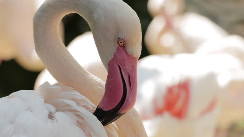 Migratory birds Greater Flamingos wandering in the shallow water outside the city in early morning low light. Flamingo grooming cleaning feathers. Wildlife nature, wild birds ornithology, birdwatching