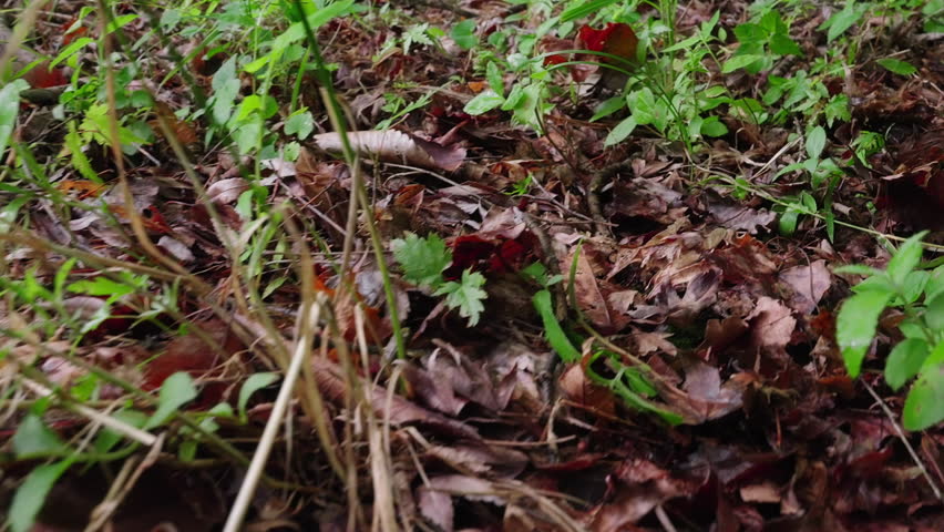 Young Montane Brown Frog (Rana ornativentris) Jumping on Forest Bed Covered with Fallen Leaves