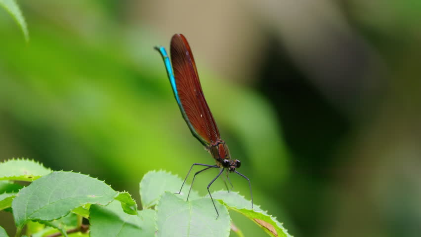 Broad-winged Damselfly (Calopteryx cornelia) Resting on Green Leaf