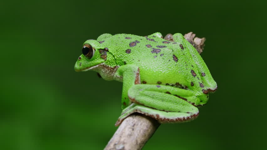 Forest Green Tree Frog (Rhacophorus arboreus) Hanging on Tree Branch in Forest Pond