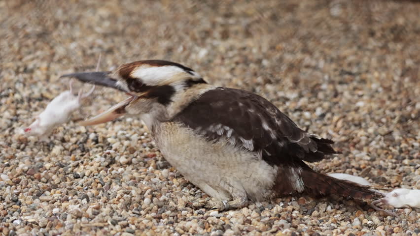 Laughing Kookaburra blinking hunting eating mouse in heat of Australia or Australia, close up slow motion. wild birds, wildlife of Africa. Animal diversity, zoo in Belgrade. Ornithology, kingfisher