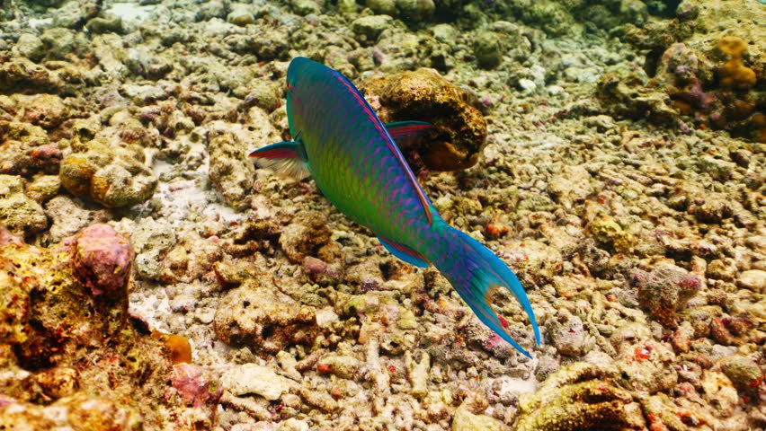 Close-up Parrot fish Calotomus viridescens in underwater Red Sea. Red Sea is magnificent place to explore. Home to an incredible coral reef and an abundance of marine life. Underwater wildlife