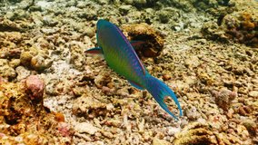 Close-up Parrot fish Calotomus viridescens in underwater Red Sea. Red Sea is magnificent place to explore. Home to an incredible coral reef and an abundance of marine life. Underwater wildlife - Powered by Shutterstock - Get 15% off with code: PIKWIZARD15