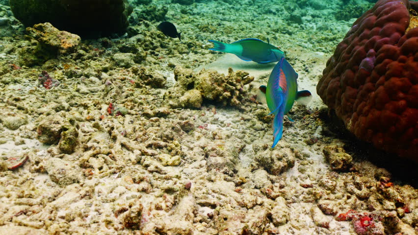 Close-up Parrot fish Calotomus viridescens in underwater Red Sea. Red Sea is magnificent place to explore. Home to an incredible coral reef and an abundance of marine life. Underwater wildlife